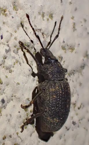 Otiorhynchus sulcatus